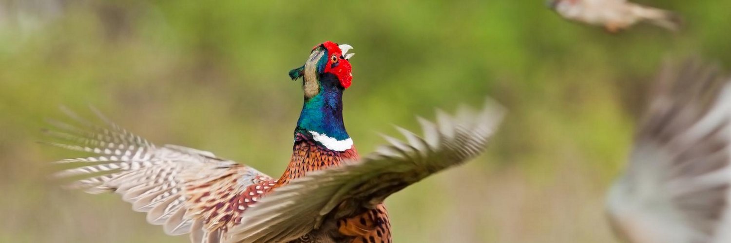 Dogtra E-trainingsband ARC800