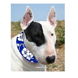 Aqua Coolkeeper Collar Blue Hawaii