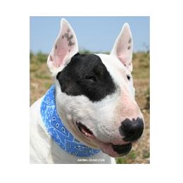 Aqua Coolkeeper Collar Blue Western