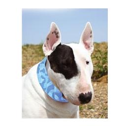 Aqua Coolkeeper Collar Cool Blue