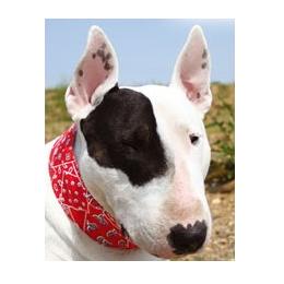 Aqua Coolkeeper Collar Red Western