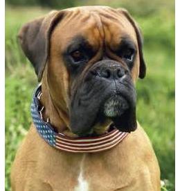 Coaterz Prikband Cover Stars & Stripes